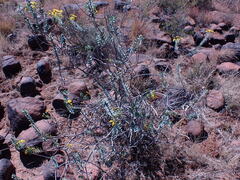 Euryops lateriflorus