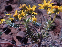 Euryops lateriflorus