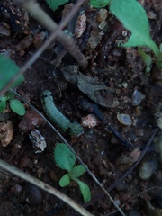 Lepidoptera