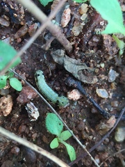 Lepidoptera