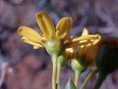 Euryops lateriflorus
