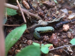 Lepidoptera