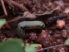 Lepidoptera