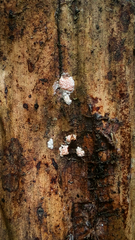 Protocreopsis