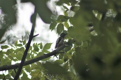 Dendrocopos major
