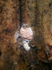 Protocreopsis