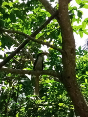 Ocyceros gingalensis