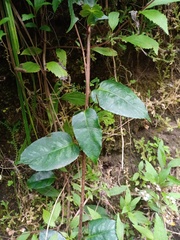Schisandra propinqua