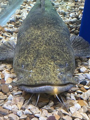 Pylodictis olivaris