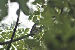 Dendrocopos major