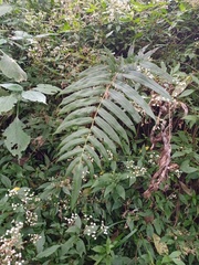 Coniogramme serrulata