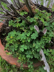Oxalis corniculata