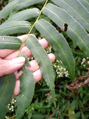 Coniogramme serrulata