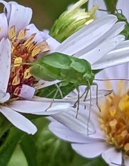 Calocoris affinis