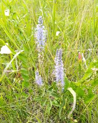 Veronica spicata