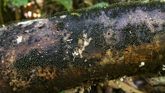 Stromatographium stromaticum