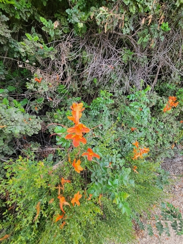 iNaturalist observation photo of Cape Honeysuckle