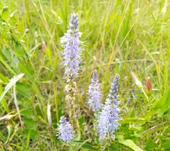 Veronica spicata