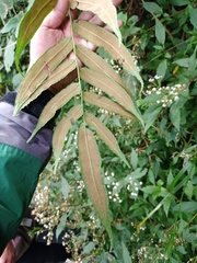 Coniogramme serrulata