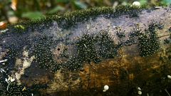 Stromatographium stromaticum
