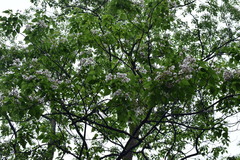 Catalpa bungei