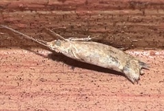 Ypsolopha cervella