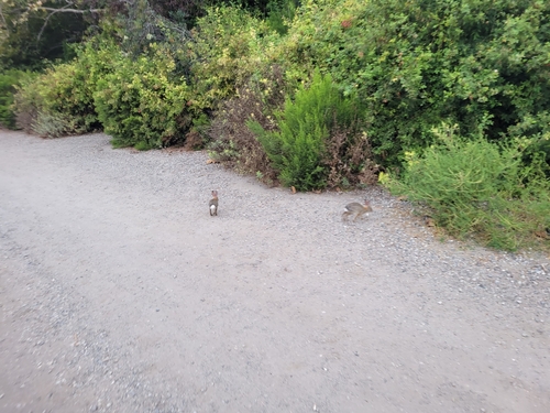 iNaturalist observation photo of Desert Cottontail