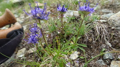 Phyteuma globulariifolium