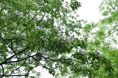 Catalpa bungei