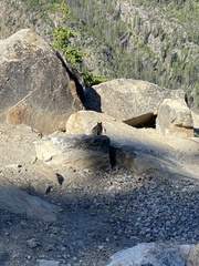 Callospermophilus lateralis tescorum