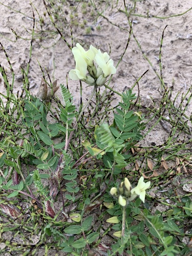 Oxytropis sordida, photograph 5