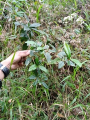 Berberis xanthoxylon