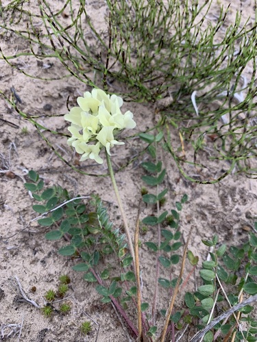 Oxytropis sordida, photograph 6