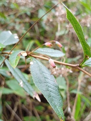 Berberis xanthoxylon