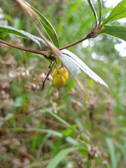 Berberis xanthoxylon