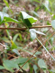 Berberis xanthoxylon