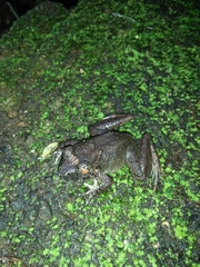 Limnonectes microdiscus