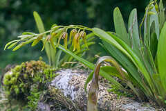 Stelis segoviensis