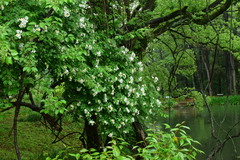 Rosa henryi