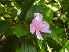 Melastoma dodecandrum