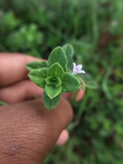 Spermacoce articularis