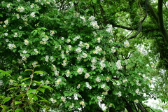 Rosa henryi