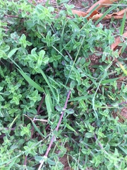 Spermacoce articularis