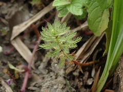 Myriophyllum aquaticum