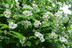 Rosa henryi