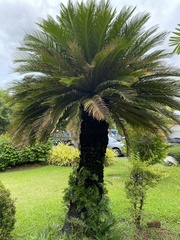 Cycas
