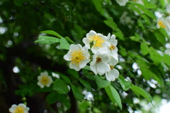 Rosa henryi