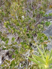Maytenus procumbens