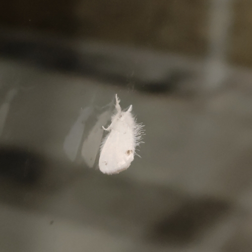 Swan Moth