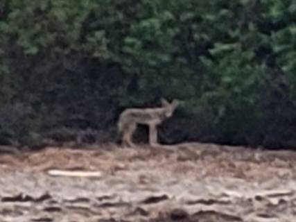 iNaturalist observation photo of Coyote
